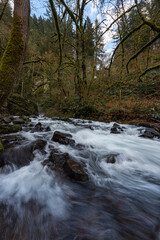 Creek flowing through beautiful lush mossy forest of the Pacific Northwest