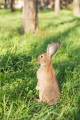 Young rabbit sat up on hind legs in the park at a Summer's evening. Bunny is very alert. Vertical orientation.