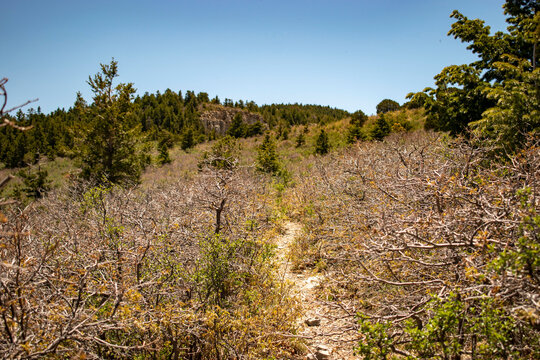 path through shrub oak on mountain crest