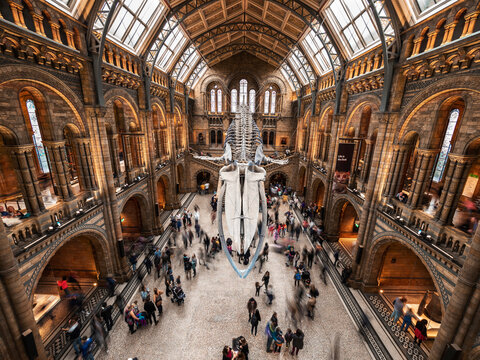 London, England, September 21,2018: Blue whale skeleton and visitors in the main hall of the Natural History Museum of London.