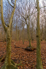 forest scenery at Gespensterwald (Nienhgagen, Germany)