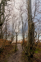 trees in the forest (Nienhagen, Germany)