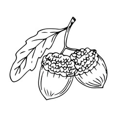 Doodle is an icon of the fruits and leaves of an oak tree. Contour image of an acorn. simple black drawing of plants for stickers, decor, postcards, badges, coloring books, logos. Vector clipart set