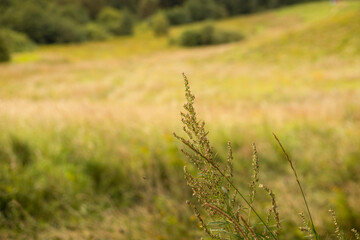 Fototapeta premium Wild grass wormwood on the hill