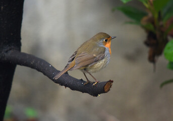 Rouge gorge