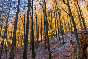 sunny forest in winter (Harz, Germany)