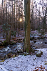 forest with a river in winter (Harz, Germany)