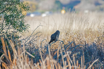 Long Eared Owl