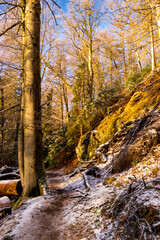 sunny forest in winter (Harz, Germany)