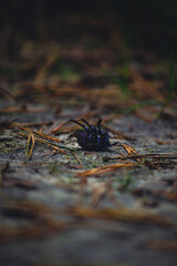 spider on the ground