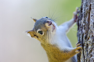 Close-up of Squirrel Climbing on Tree