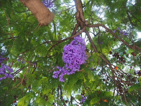 Jacaranda Mimosifolia - purple blooming palisander tree