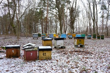 An apiary with colorful hives by the forest in winter scenery. The hives are numbered.