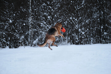 Sports with dog outside. Flying saucer toy. Agile and energetic. Black red German Shepherd jumps in...