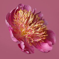 Bright peony flower with pink petals and lush orange stamens isolated on a pink background.