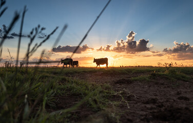 vacas al atardecer en el campo
