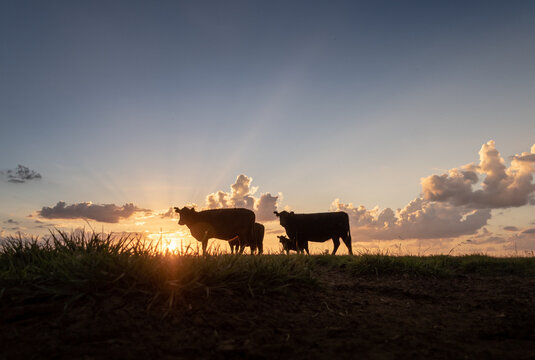 vacas y terneros a contraluz en un atardecer 