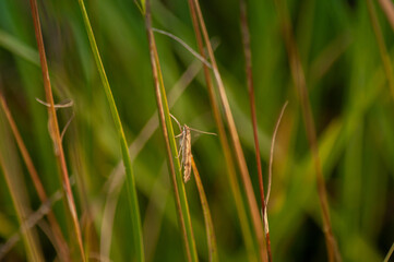 insecto en plantas silvestres