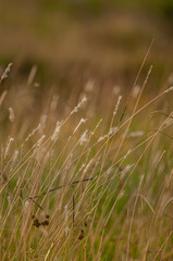plantas silvestre en el campo