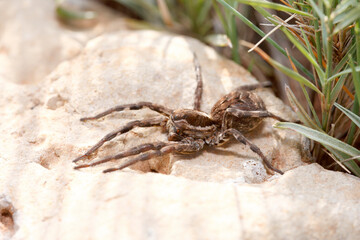 Araña lobo (Lycosa sp.), Castellón, España