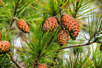 Pine cones of Pinus Halepensis in the mountain