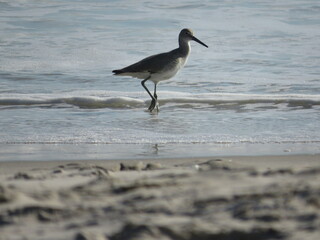 seagull on the beach