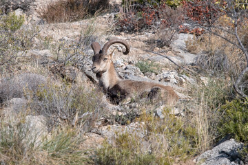 Iberian wild Goat in cerdo gordo Spain.