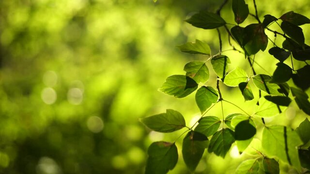 Beautiful green sunny natural 4k stock video background. Branch of tree isolated on blurry organic bokeh backdrop