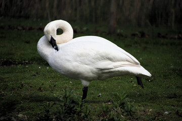 A close up of a Trumpeter Swan
