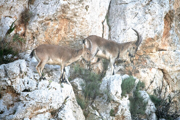 Iberian wild Goat in cerdo gordo Spain.