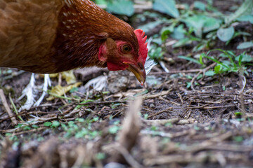 Gallina de campo comiendo