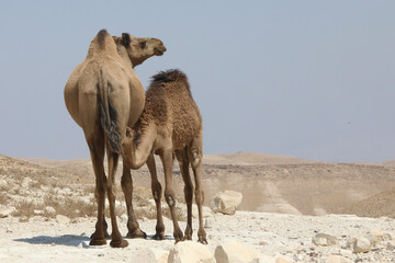camels in the desert