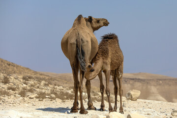 camels in the desert