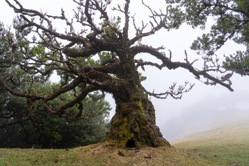 View at Mystical Fanal laurisilva forest at Madeira island
