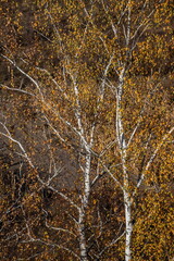 birch on the hill in autumn landscape. Blue sky, evening sun