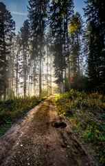 Obraz premium path in the woods