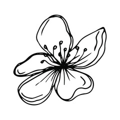 Sakura flower doodle icon. Back line isolated on white. One line contour floral drawing.Vector illustration