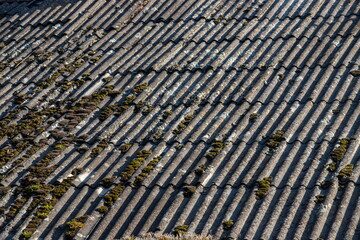 Old and covered with moss wavy roof slates covers the barn