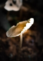 mushroom in the forest