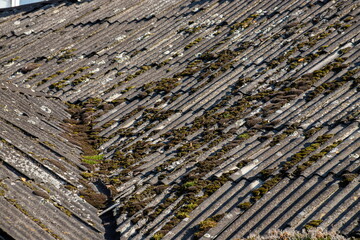Old and covered with moss wavy roof slates covers the barn