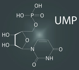 Uridine monophosphate or UMP, uridylic acid, nucleotide molecule. Building block of RNA. Skeletal formula.