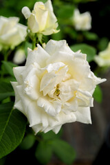 white rose flower of the variety on a background of green foliage.
