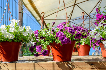Hanging flower pots with beautiful petunias in the garden center