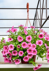 Hanging flower pot with beautiful pink ampelny petunias
