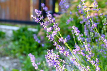 Lavender bushes close-up. An image with blurred and sharp lavender flowers.