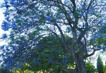 Jacaranda Mimosifolia - purple blooming palisander tree