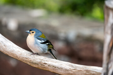 Obraz premium A cute Madeiran chaffinch Fringilla coelebs maderensis sitting.