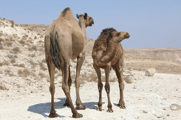 camel in the desert