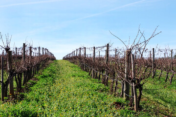 Fototapeta na wymiar winter vineyard at south of Portugal, alentejo region