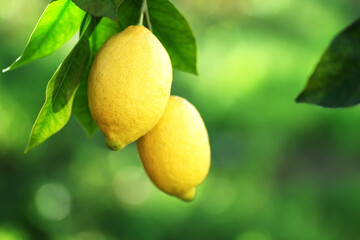 ripe lemons and leaves hanging on branch